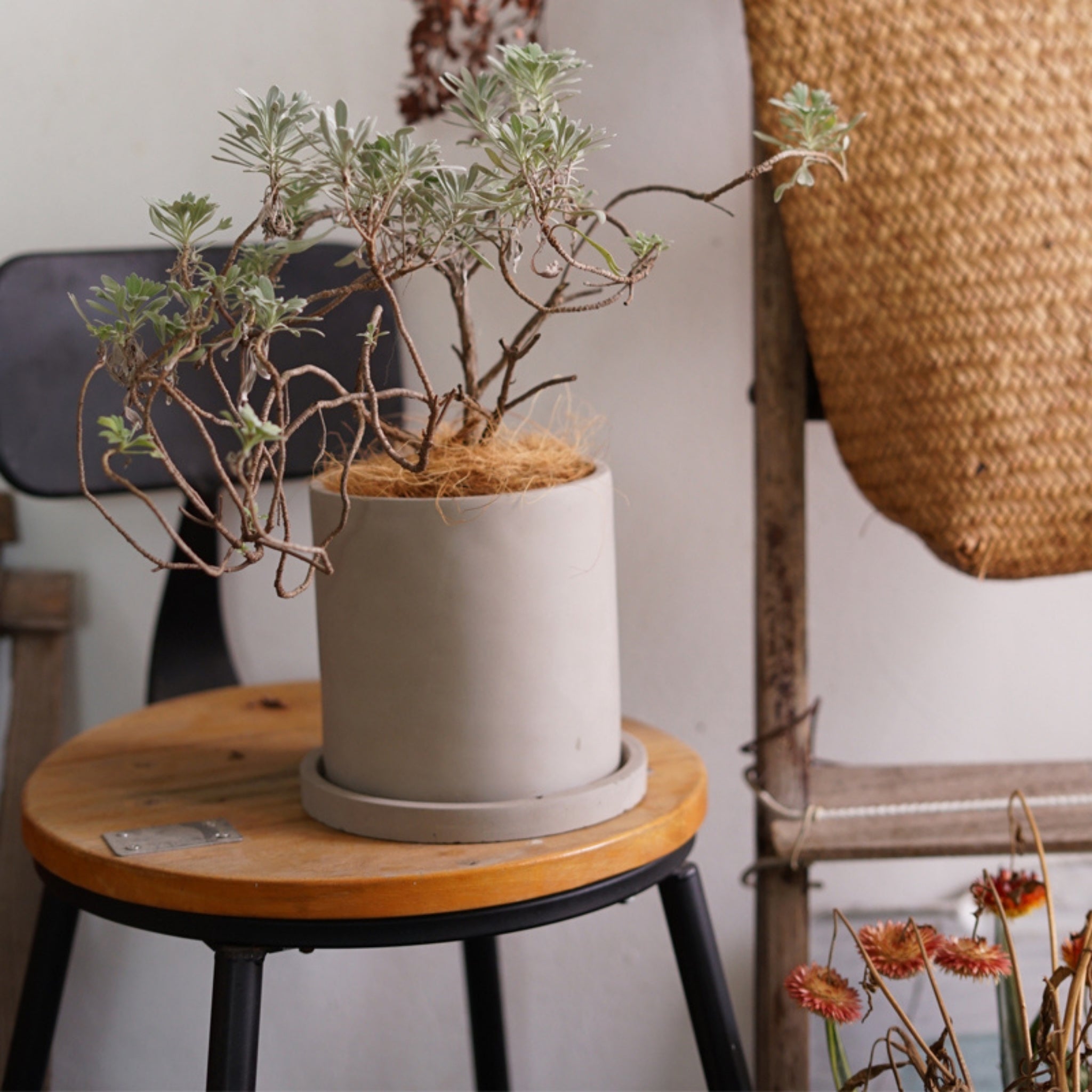 Plant Pots & Planters