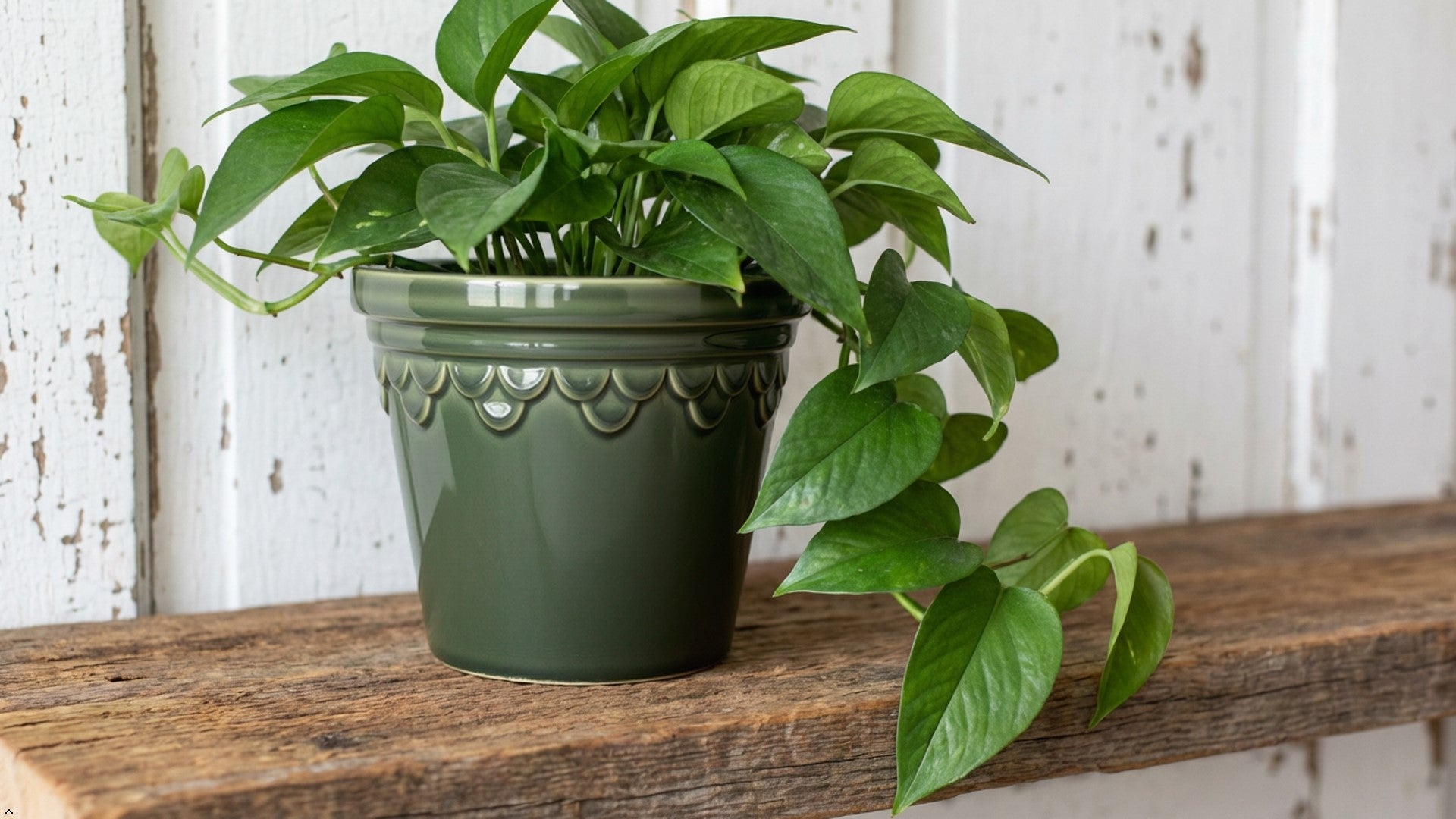 Potted plant with green and yellow leaves in a decorative pot on a white surface.