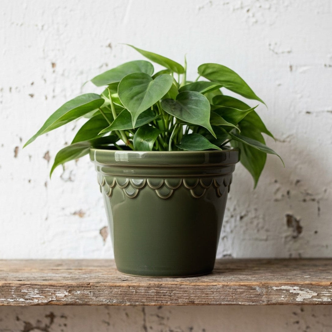 Two potted plants in decorative pots on a wooden surface with a white background