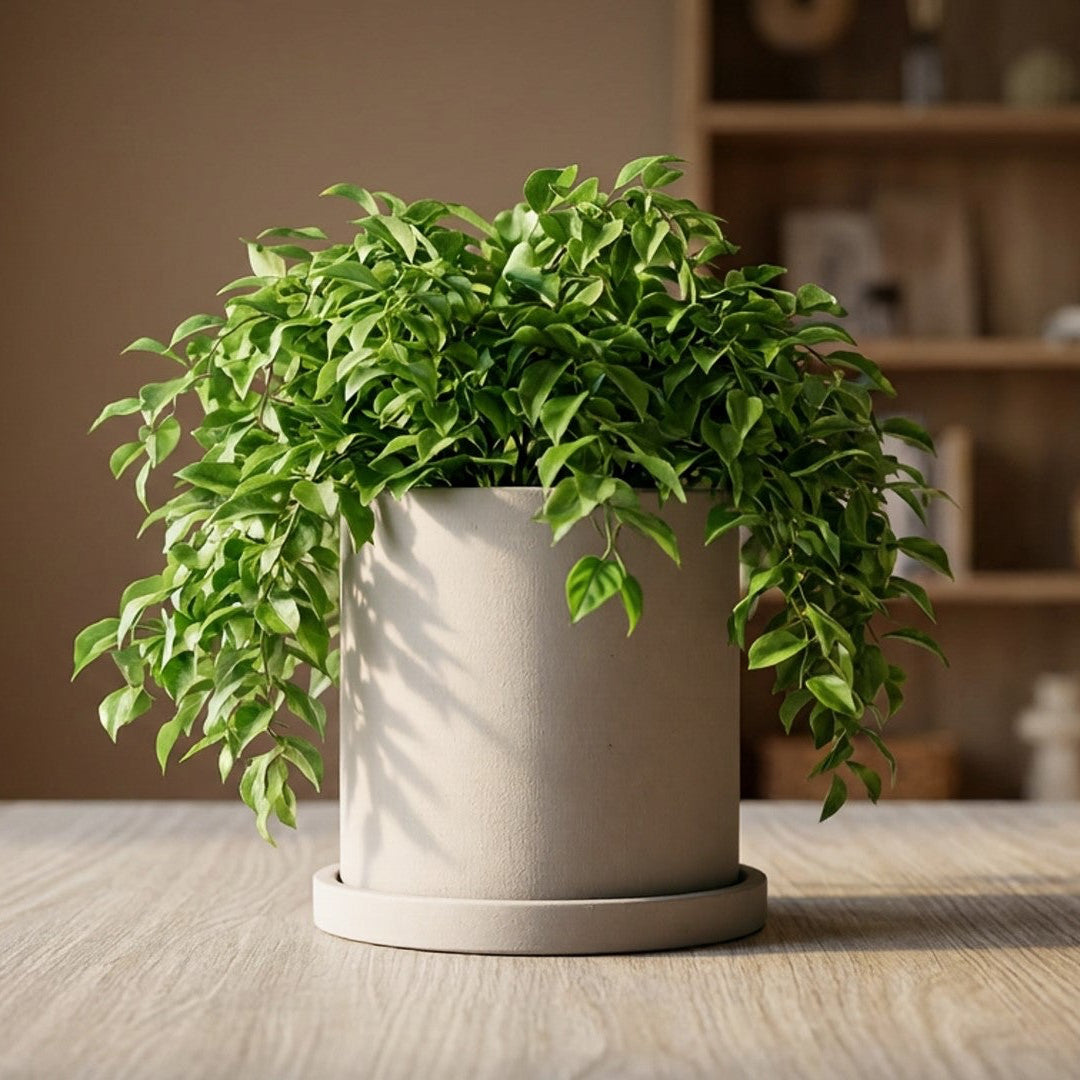 Potted plant on a wooden table with a blurred bookshelf in the background