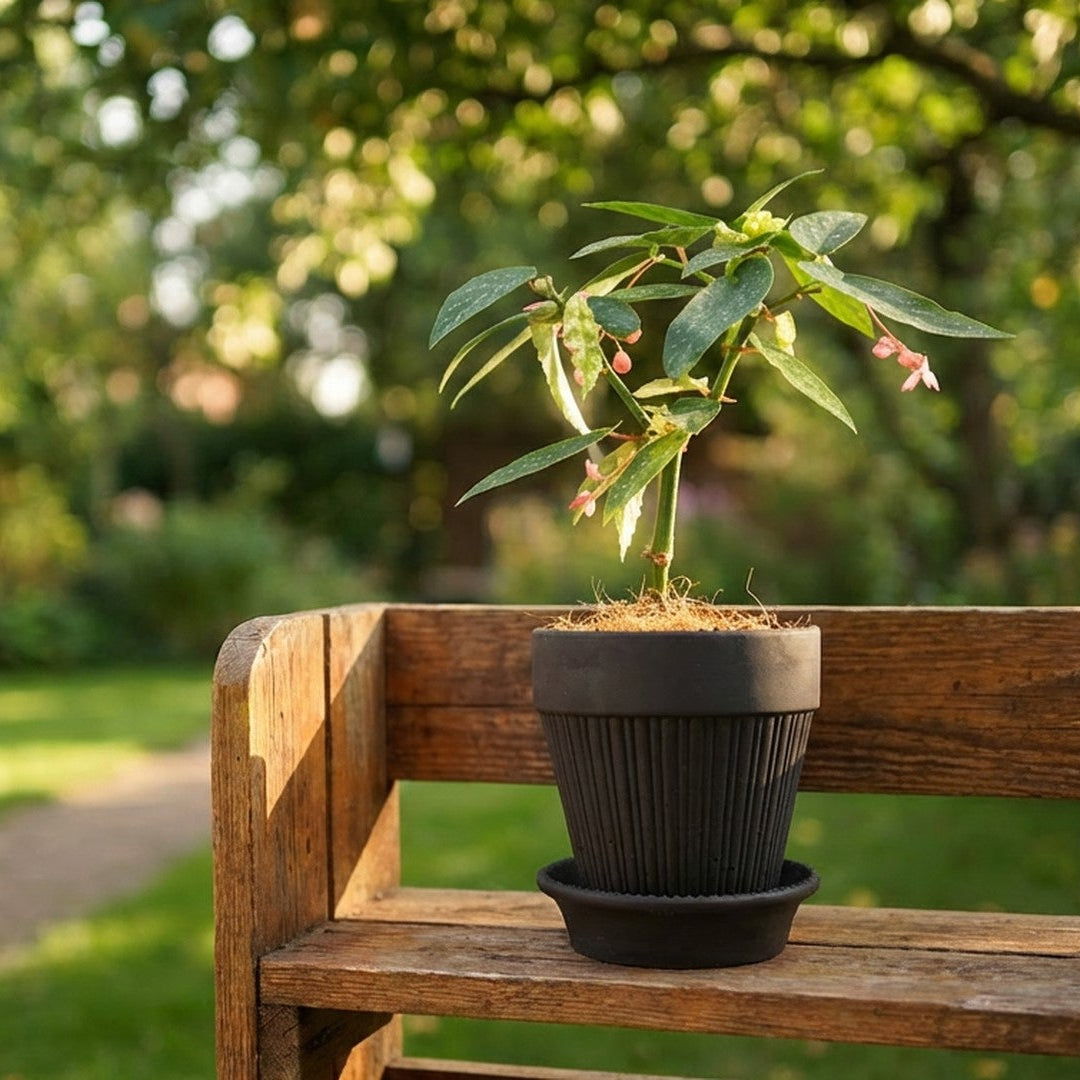 Small potted plant on a wooden bench in a garden setting