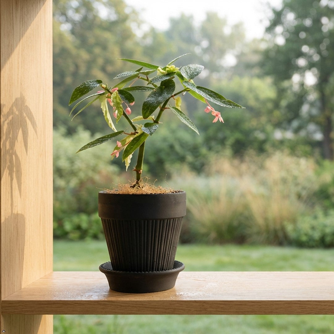 Potted plant on a wooden shelf with a garden view