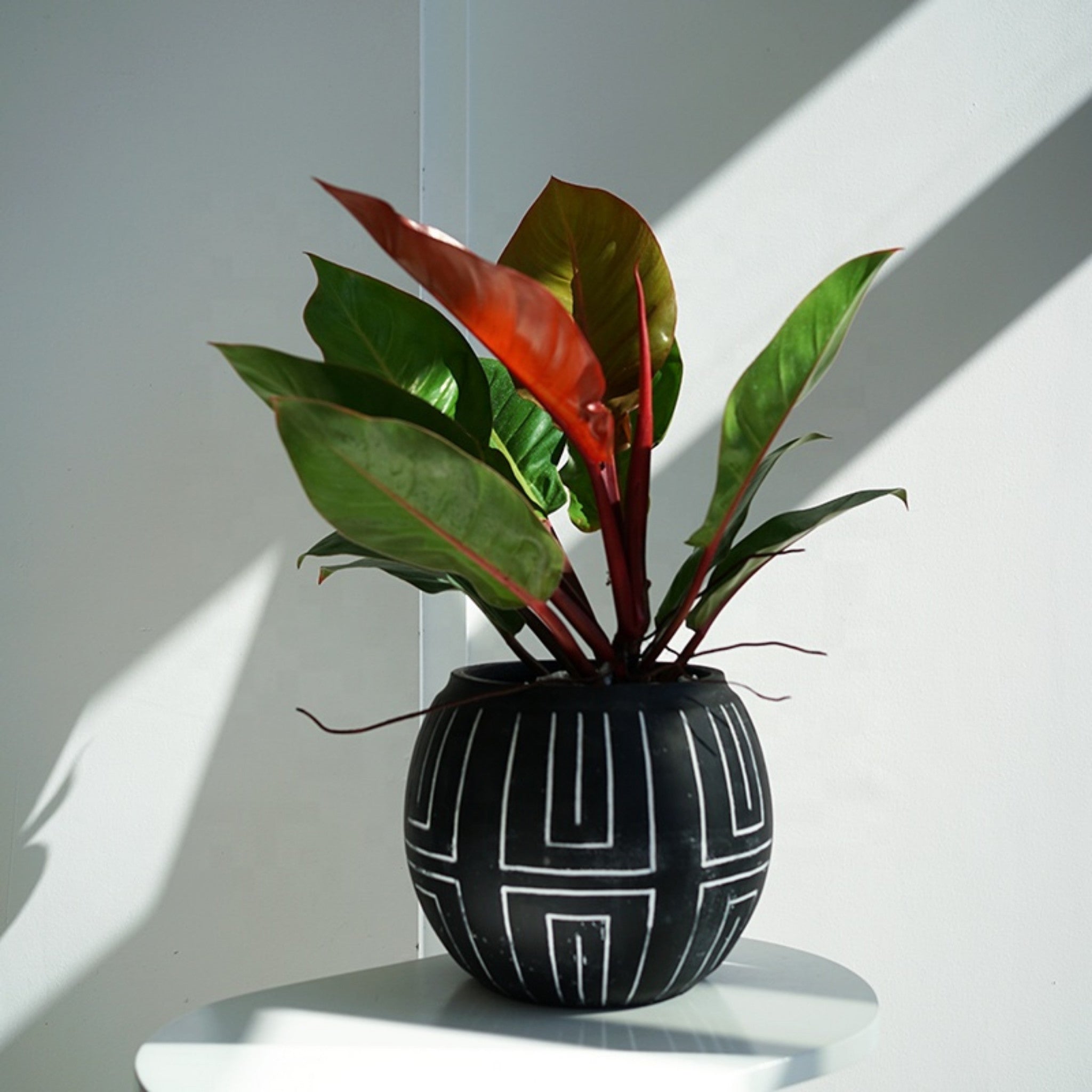 Potted plant with red and green leaves in a black pot with geometric design on a white surface.