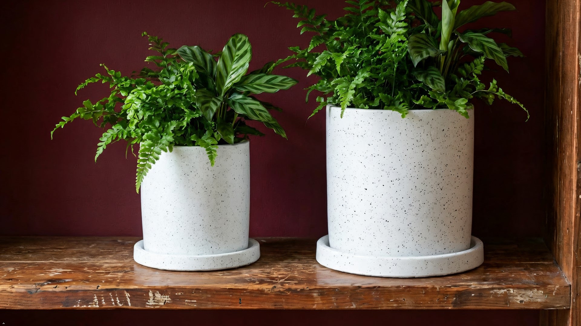 Two potted plants in white ceramic pots on a wooden surface with a dark red background
