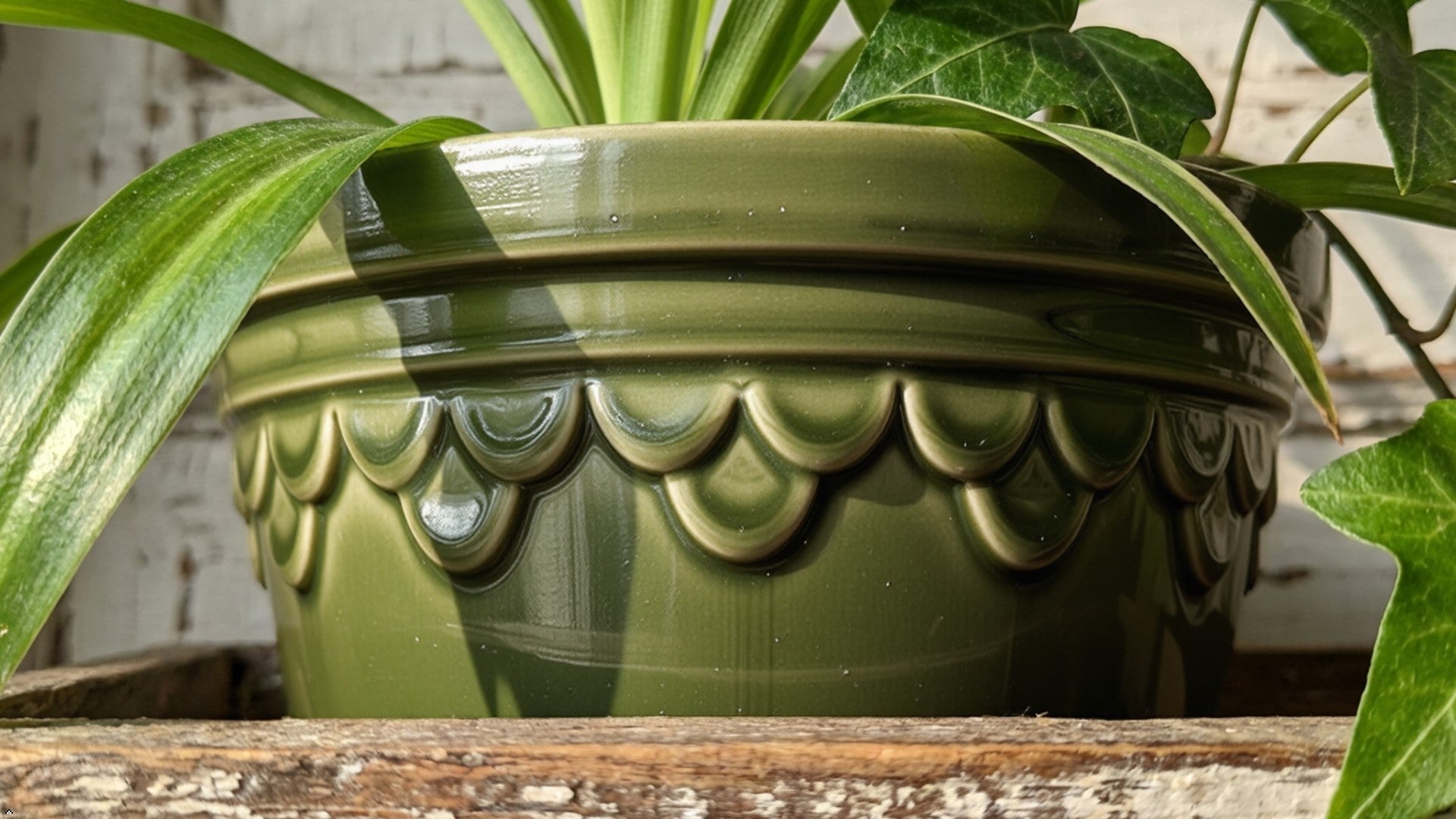 Green ceramic pot with scalloped design containing a plant on a wooden surface.