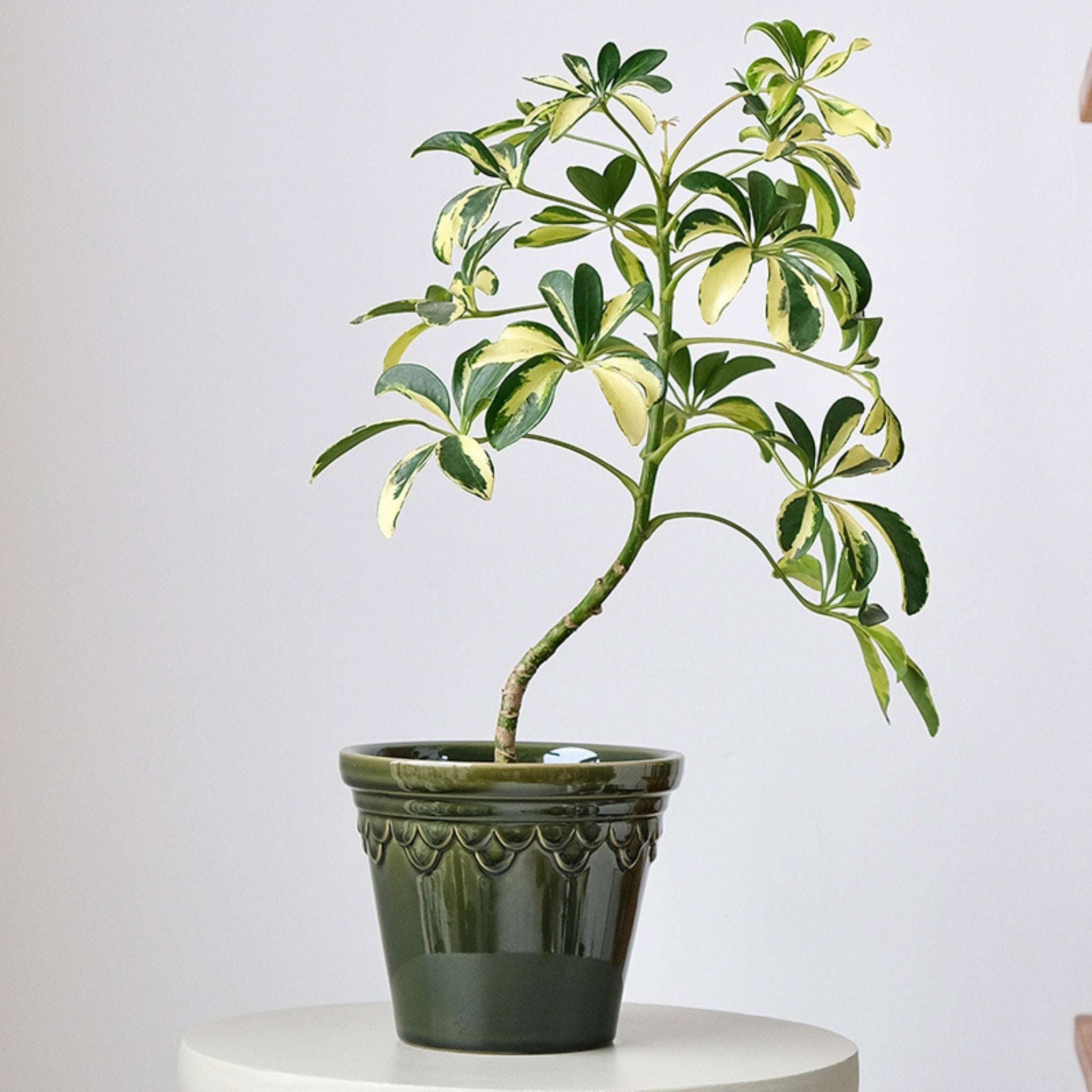 Potted plant with green and yellow leaves in a decorative pot on a white surface.