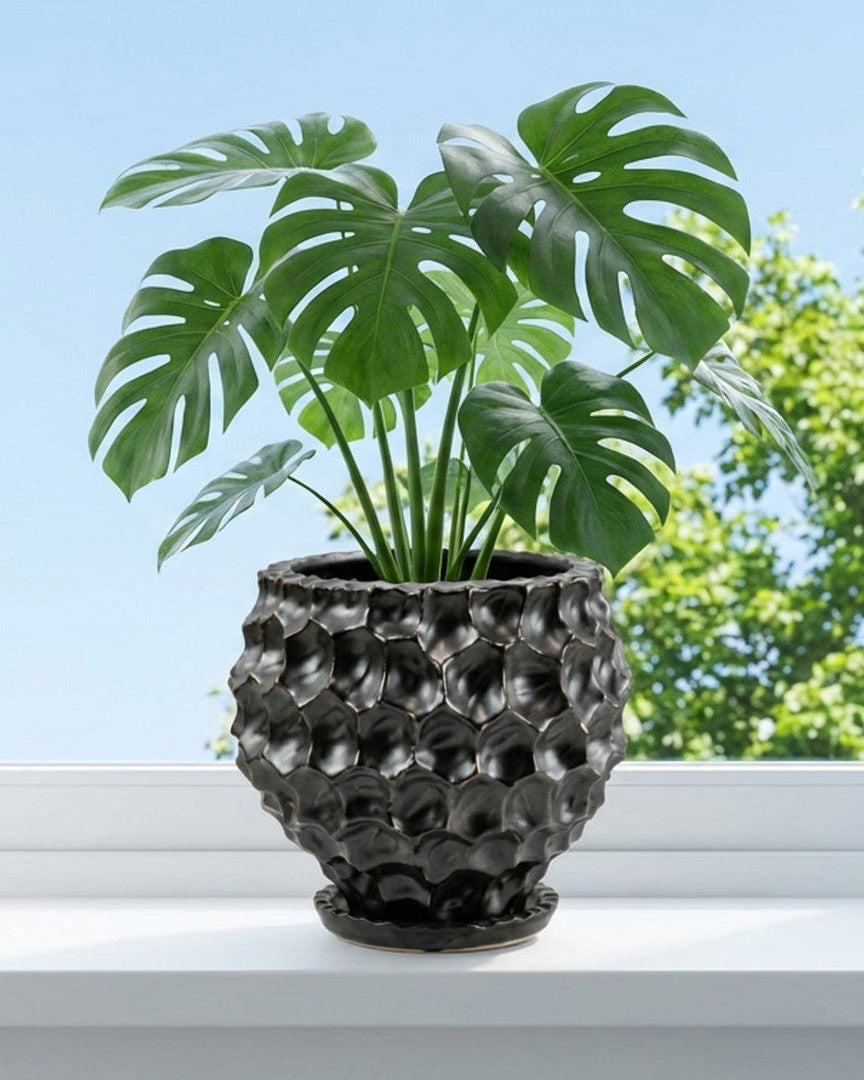 Potted plant on a windowsill with a view of trees outside