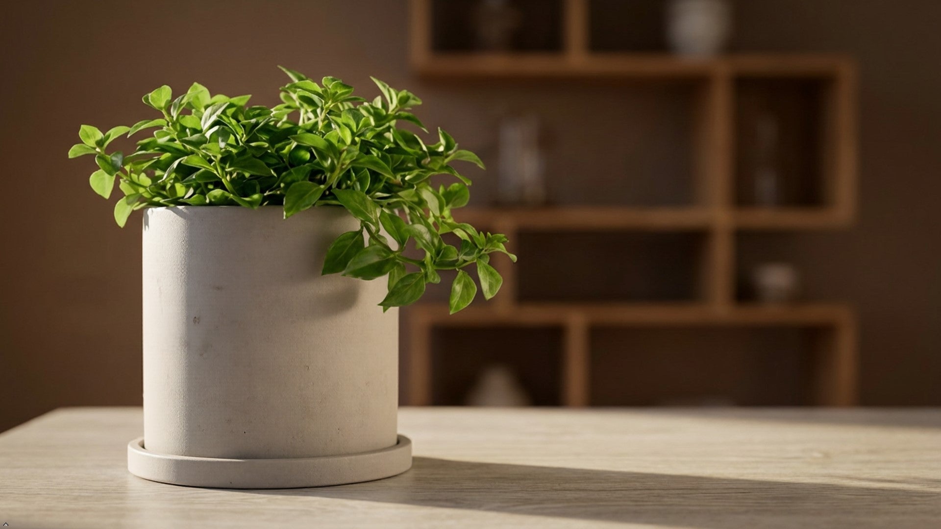 Potted plant on a wooden stool with a neutral background