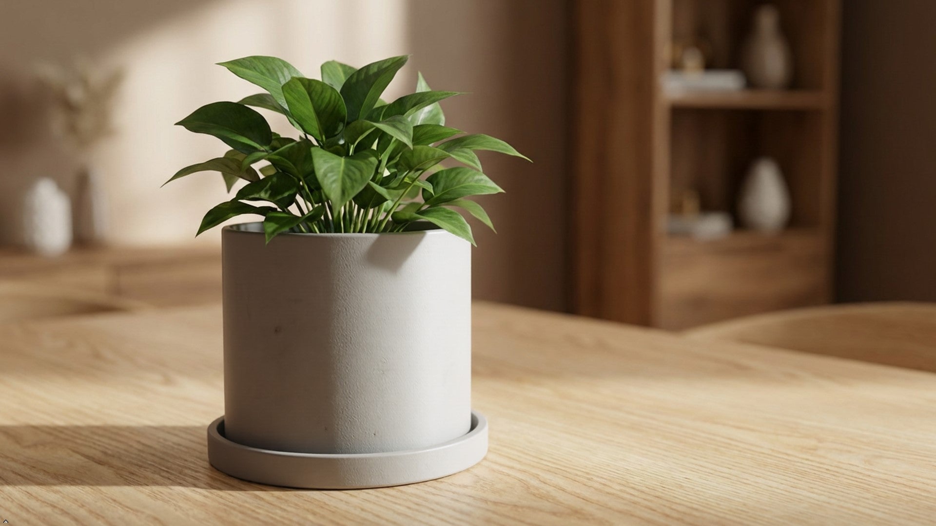 Potted fiddle leaf fig plant on a white background