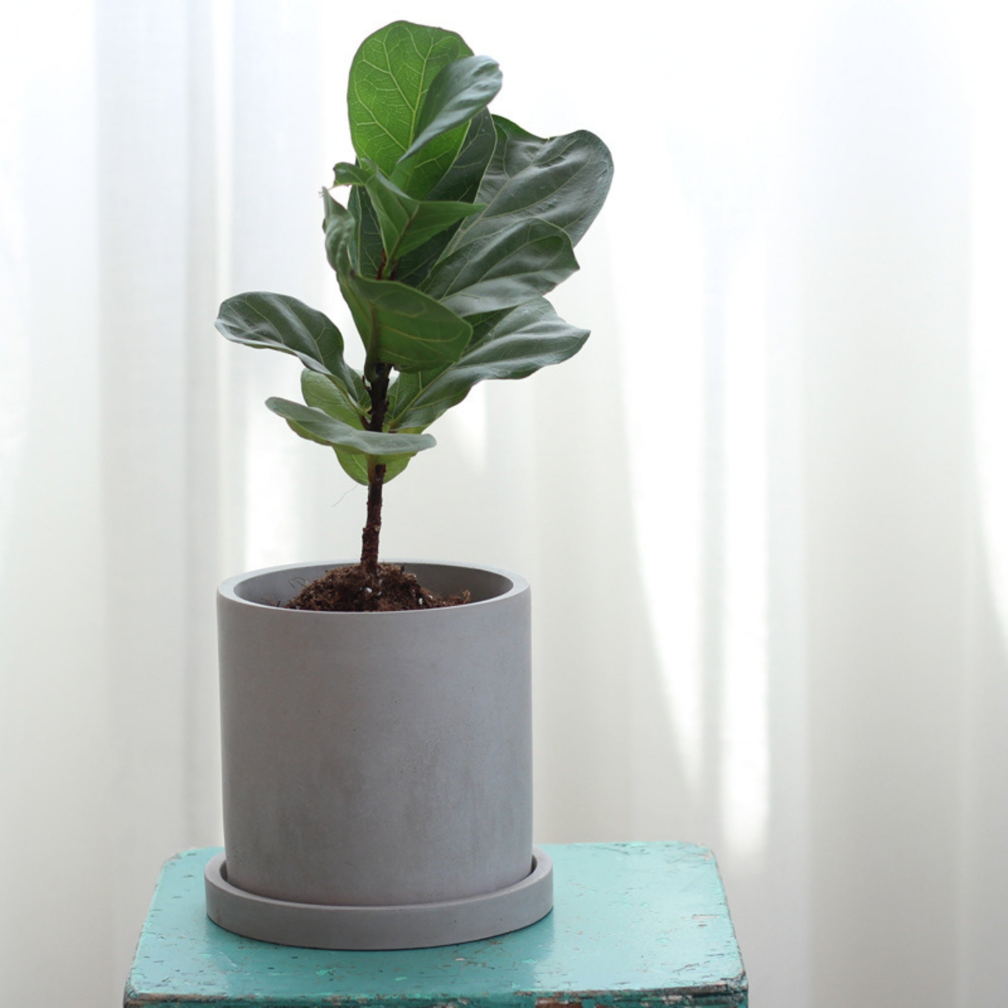 Potted fiddle leaf fig plant on a white background