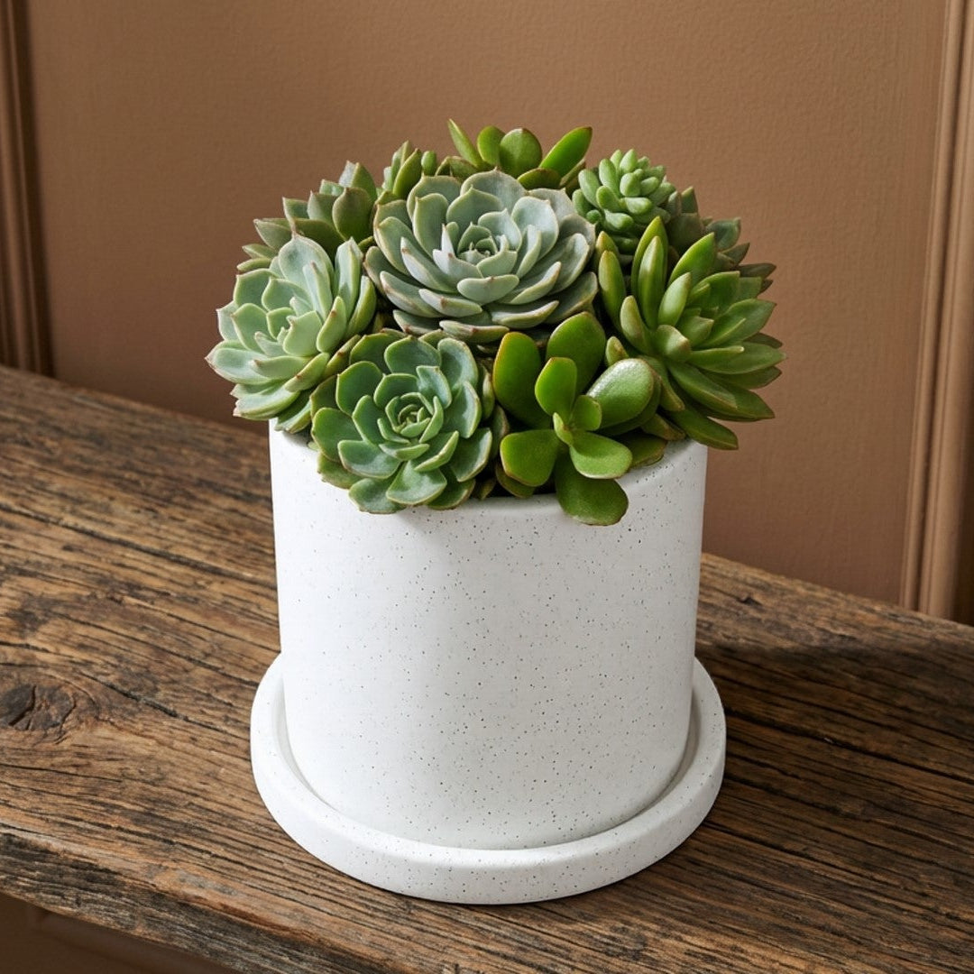 Potted succulent plant on a wooden surface with a beige wall background