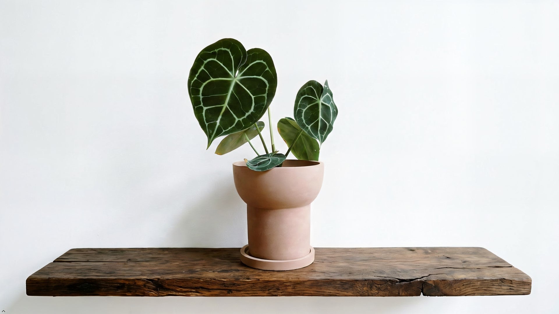 Potted plant on a wooden shelf with a white background