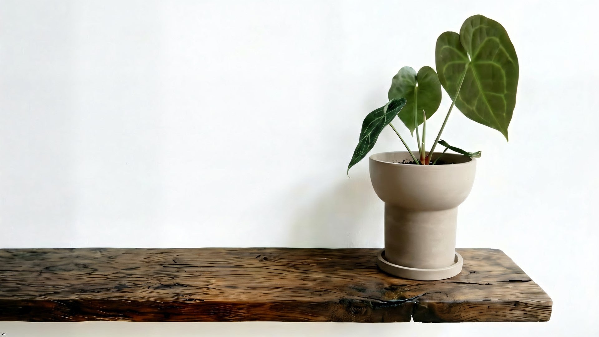 Terracotta pot with a matching saucer on a white background
