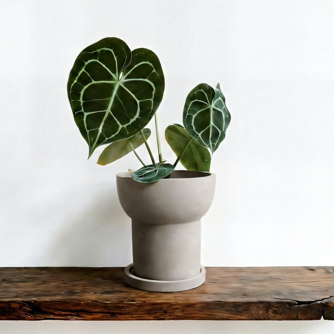 Potted plant with green leaves in a gray pot on a wooden surface with a white background