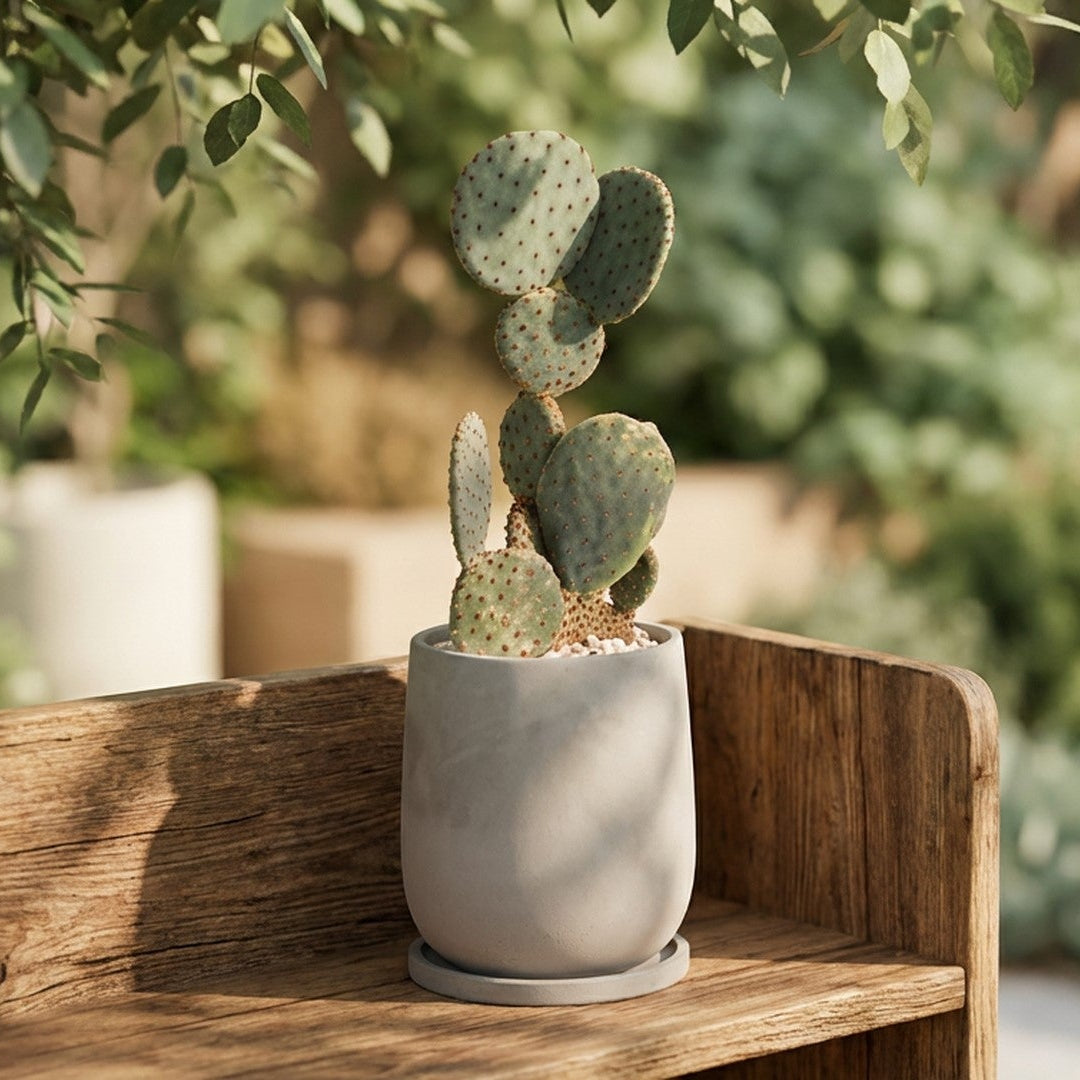 Potted plant in a concrete pot on a light wooden surface