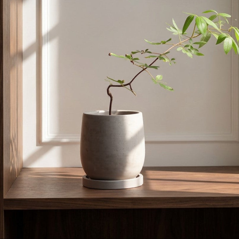 Rounded Concrete Planters with Drainage Tray