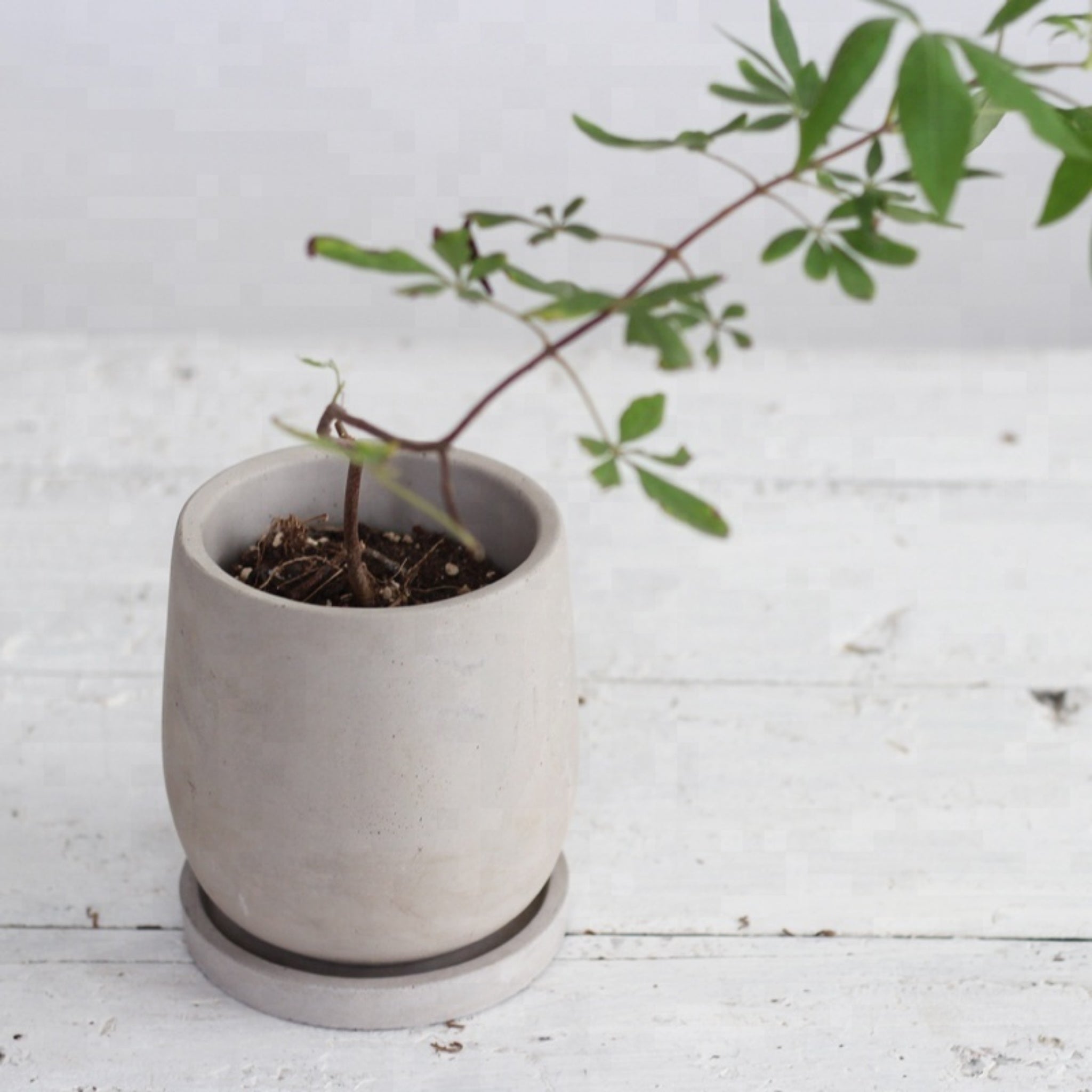 Potted plant in a concrete pot on a light wooden surface