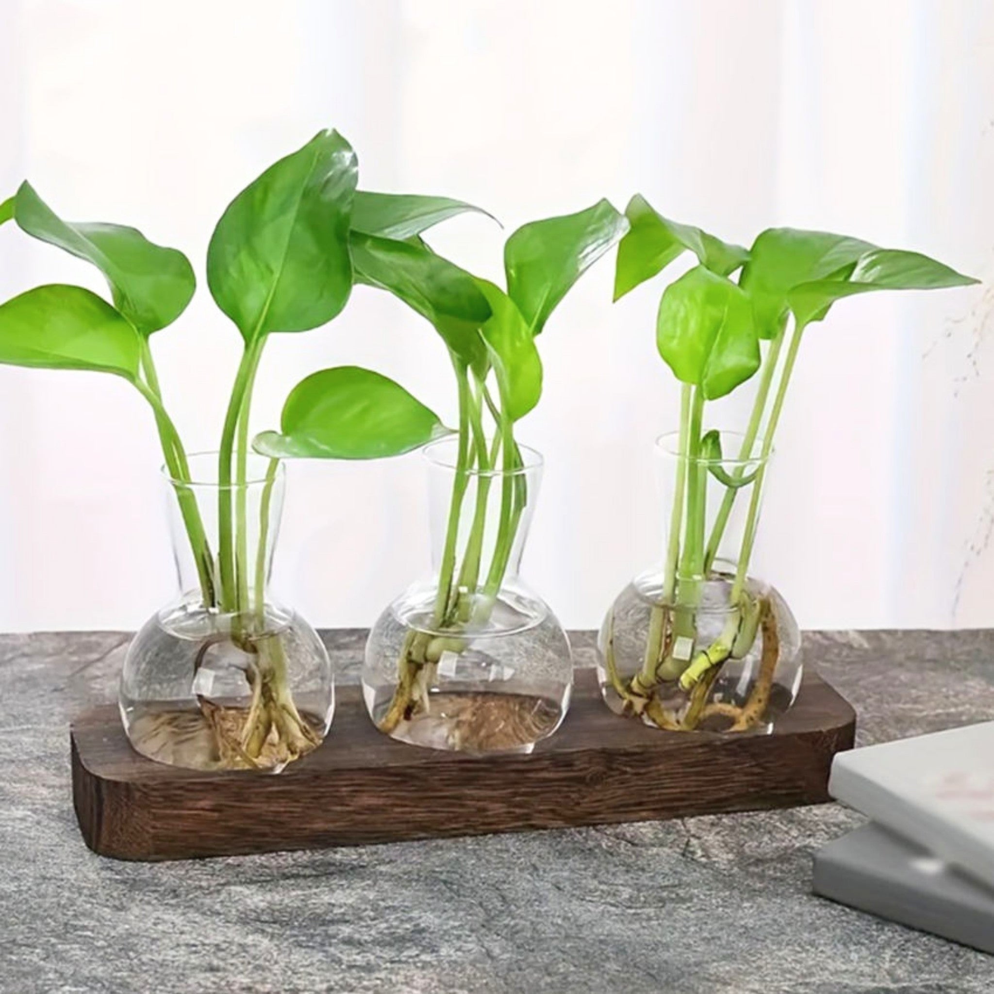 3 tub plant propagator