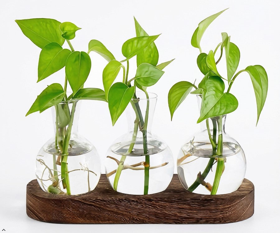 3 tub plant propagator on a white back ground