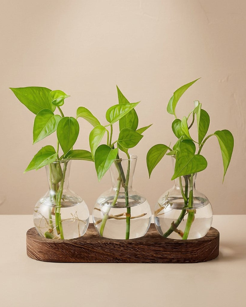 Three glass vases with green plants on a wooden stand against a beige background