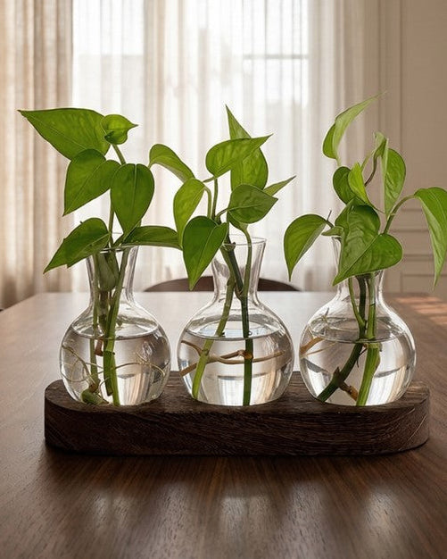 Three glass vases with green plants on a wooden table in a room with curtains.